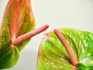 a close up of a red and green plant