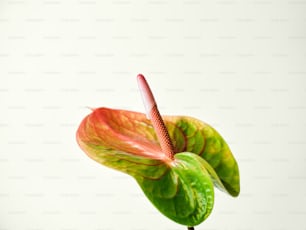 a close up of a flower with a white background