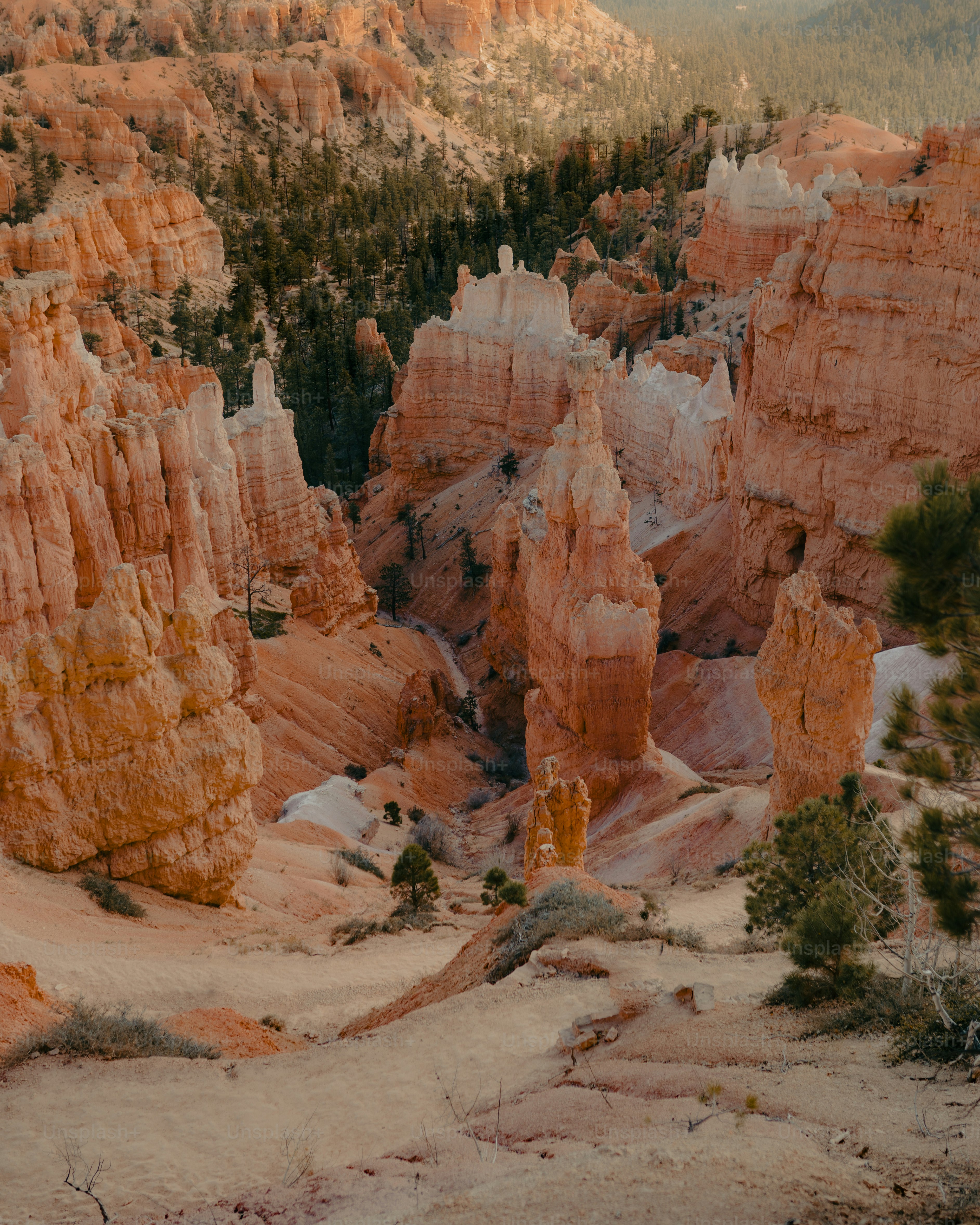 a large group of rocks in the middle of a forest