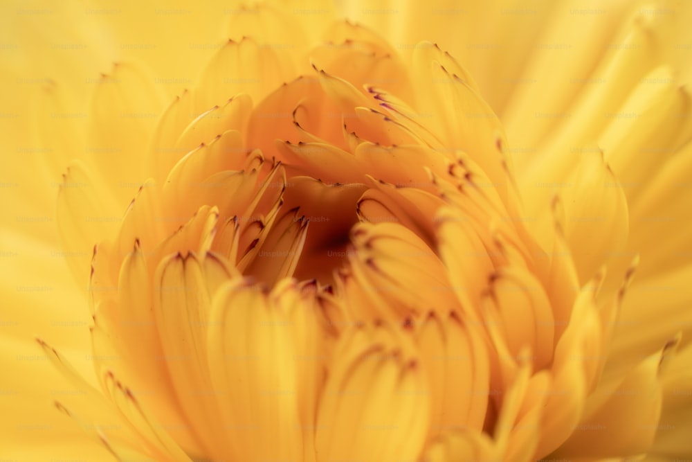 背景がぼやけた黄色い花の接写