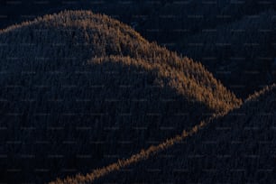 una veduta aerea di un'area boschiva con una vista a volo d'uccello