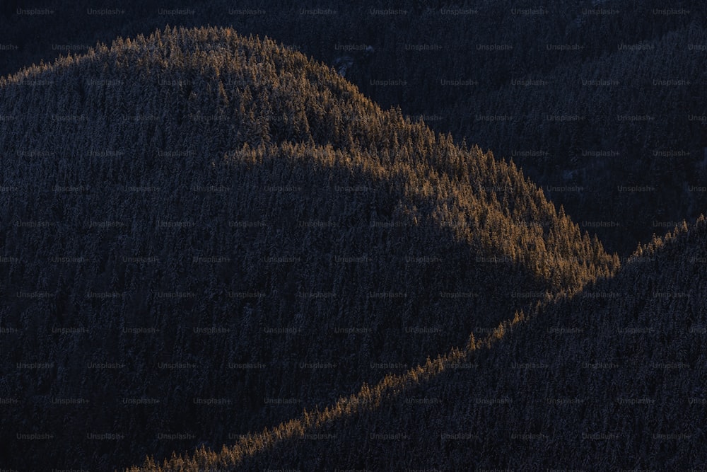 una vista aérea de una zona boscosa a vista de pájaro de la