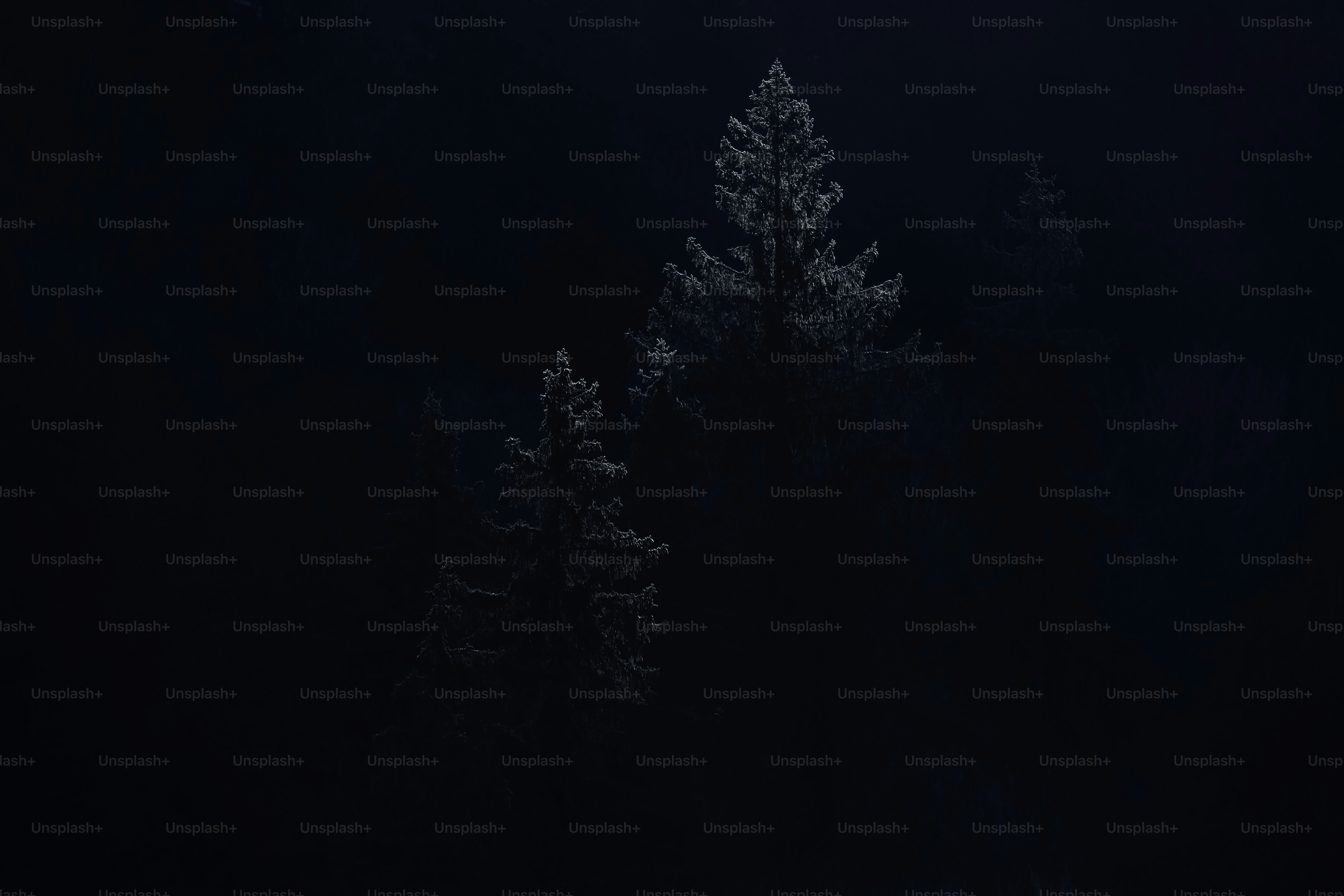 A black and white photo of trees in the dark photo – Wallpaper Image on ...