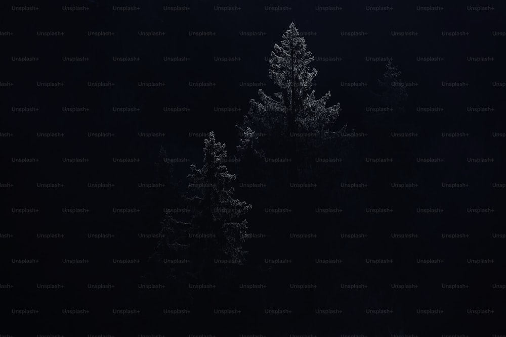 une photo en noir et blanc d’arbres dans l’obscurité