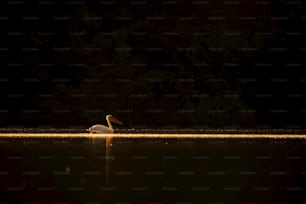un uccello bianco seduto in cima a uno specchio d'acqua