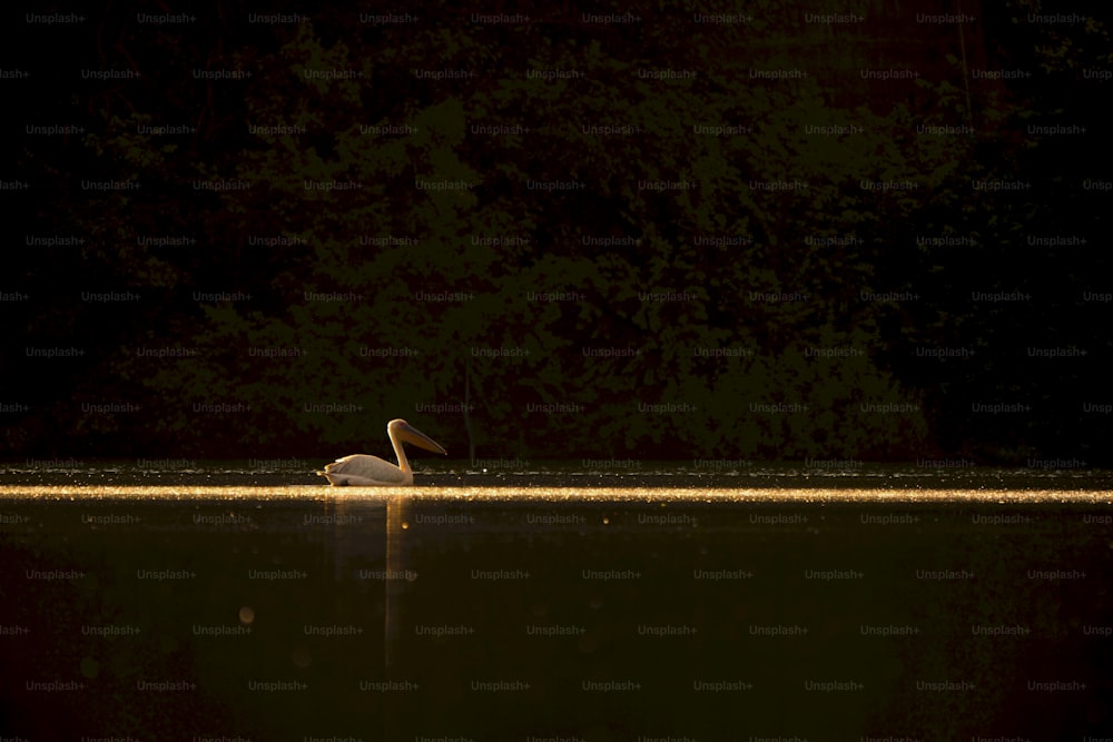 un oiseau blanc assis au-dessus d’un plan d’eau
