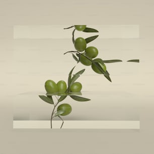 a branch with green olives and leaves on a white background