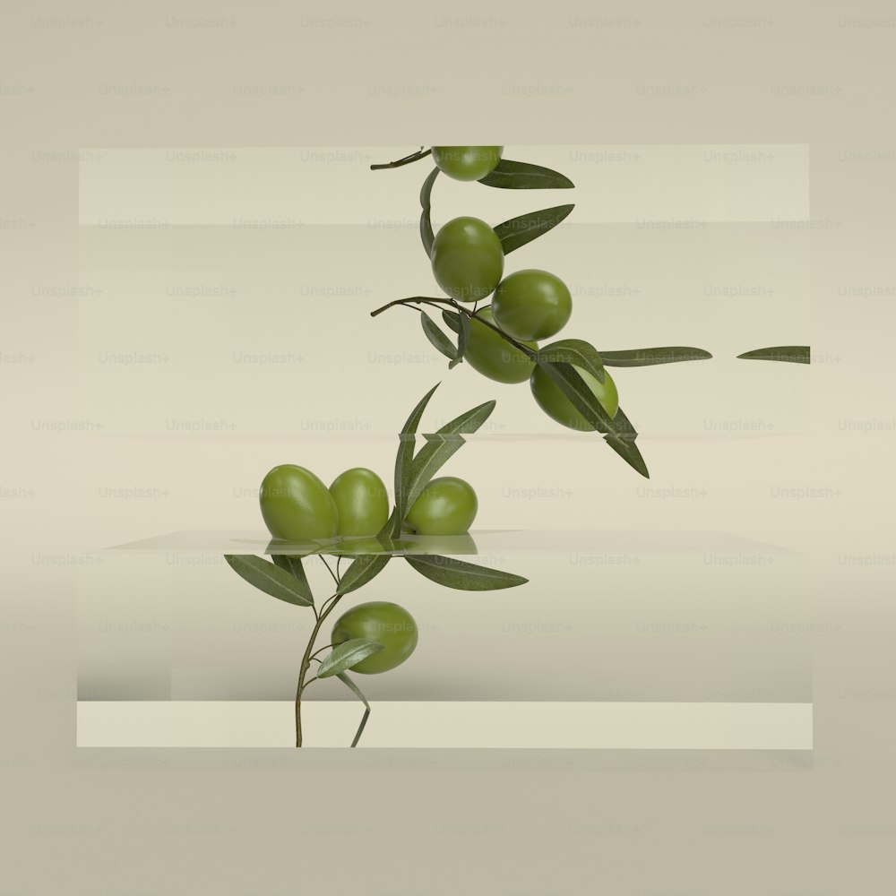 a branch with green olives and leaves on a white background