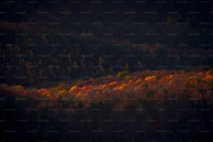 a forest filled with lots of trees covered in fall colors