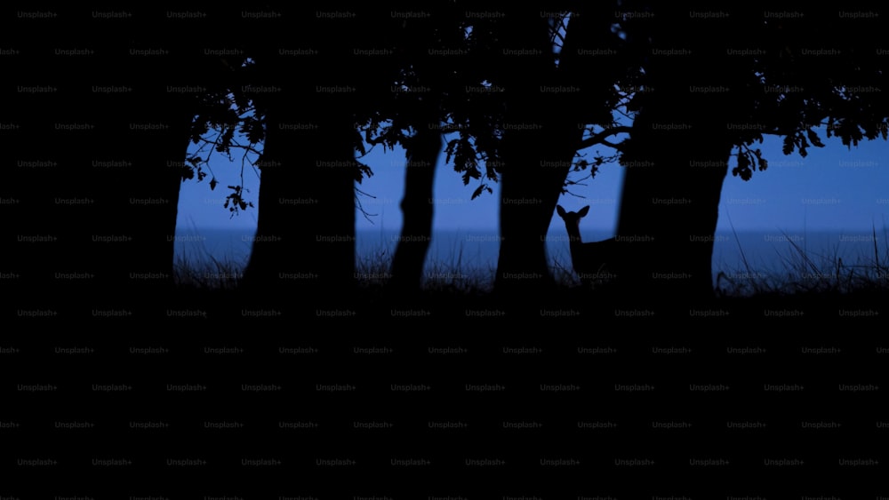a silhouette of a deer in a forest at night