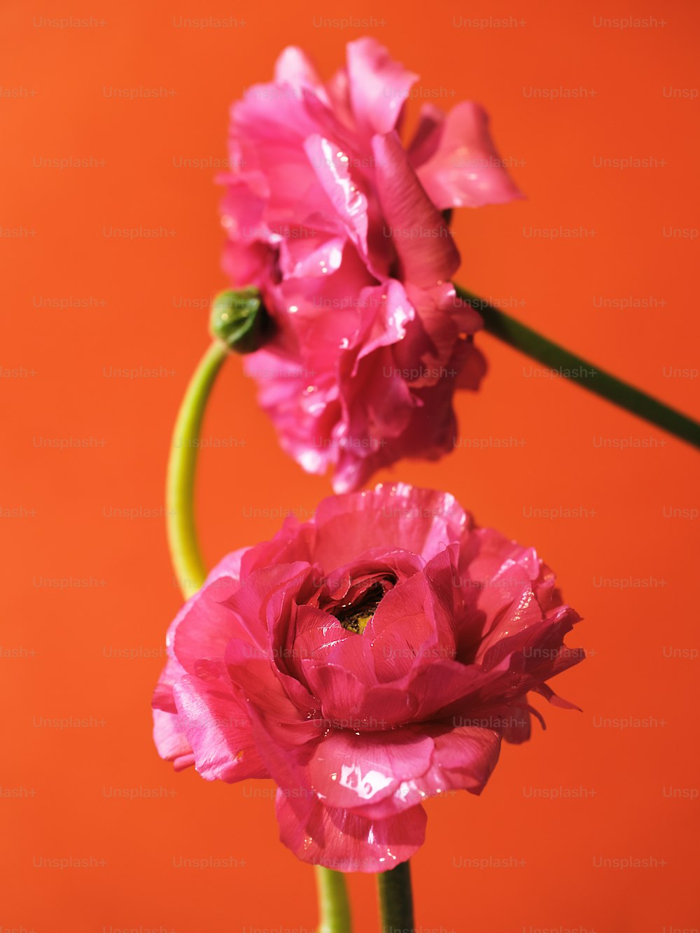 Eine Nahaufnahme von zwei rosa Blumen auf rotem Hintergrund