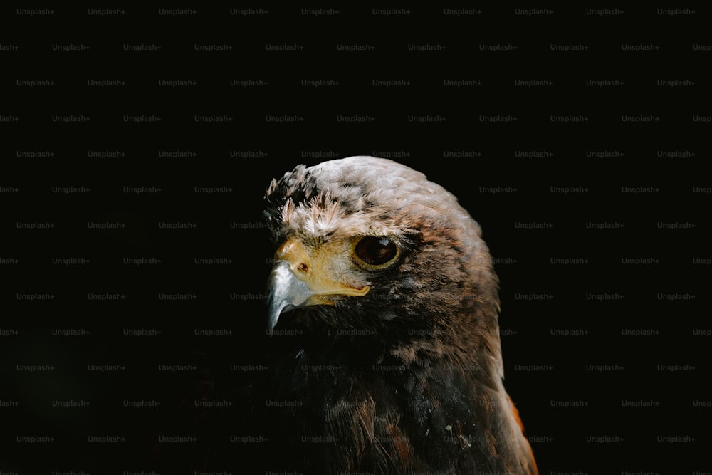 a close up of a bird of prey on a black background