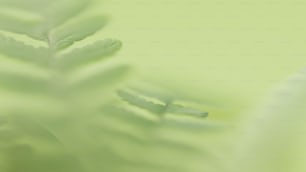 ein verschwommenes Foto eines grünen Blattes