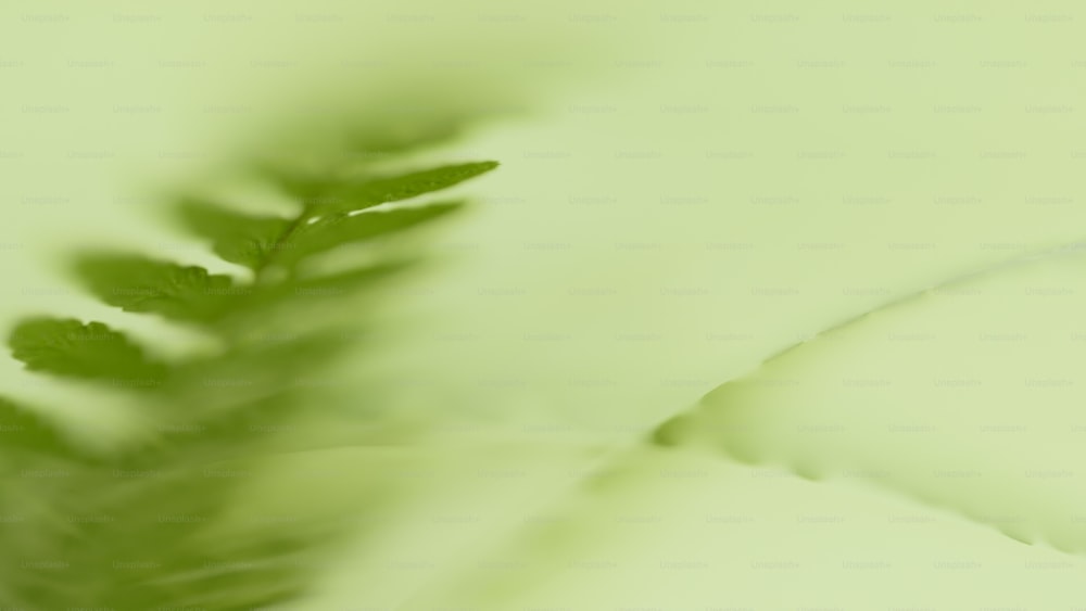 a close up of a fern leaf on a green background
