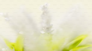 a close up of a flower with a blurry background