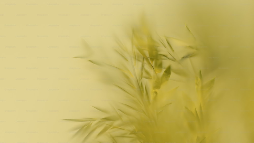 une photo floue d’une plante avec un fond jaune