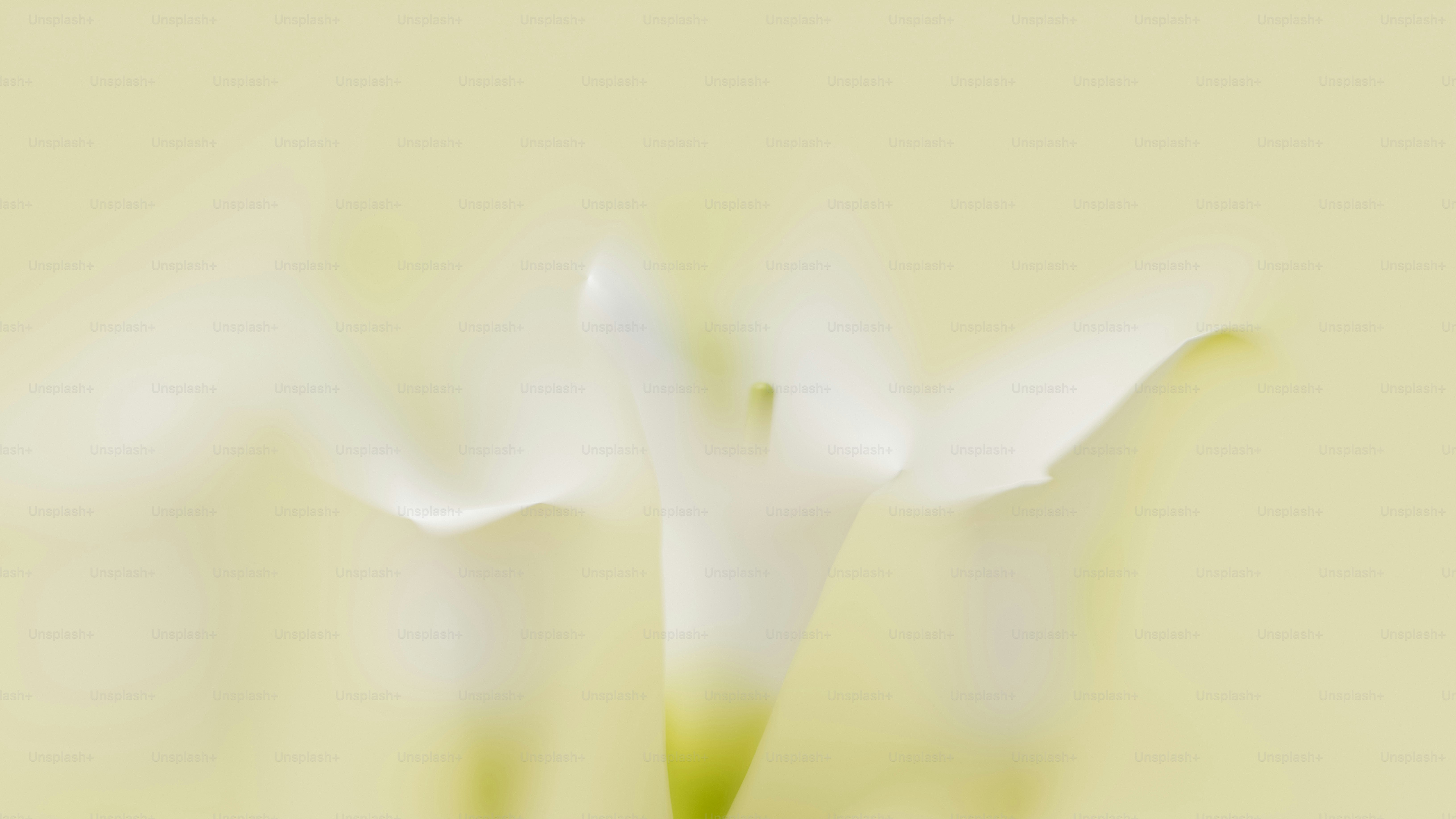 a close up of a white flower on a yellow background