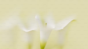 a close up of a white flower on a yellow background