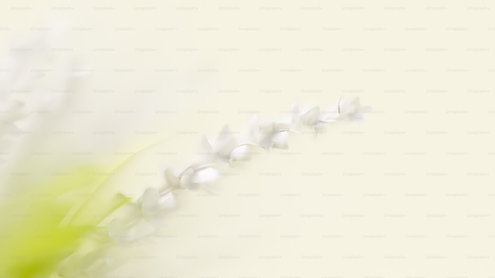 a close up of a flower on a white background