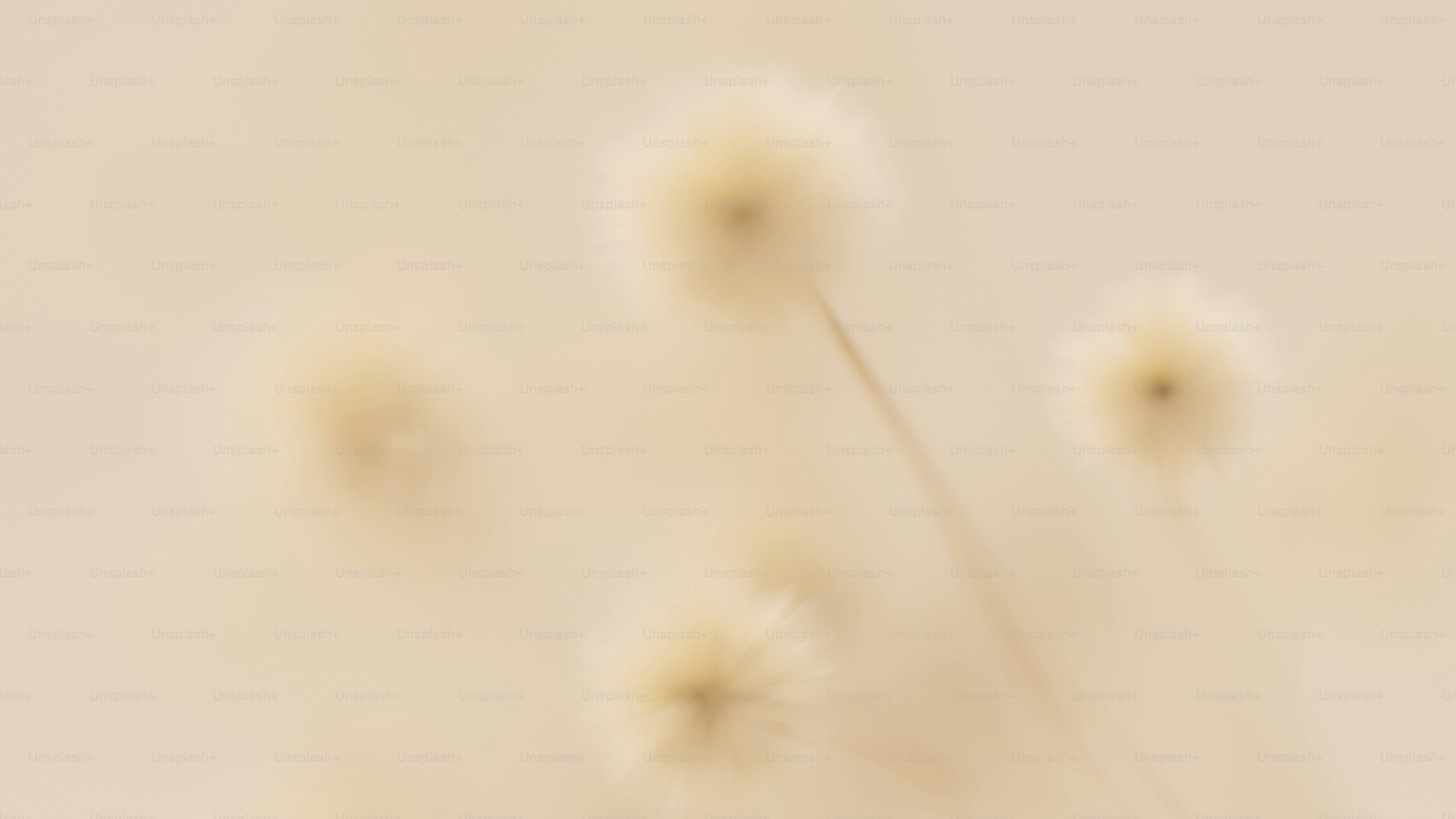 foto buram sekelompok dandelion