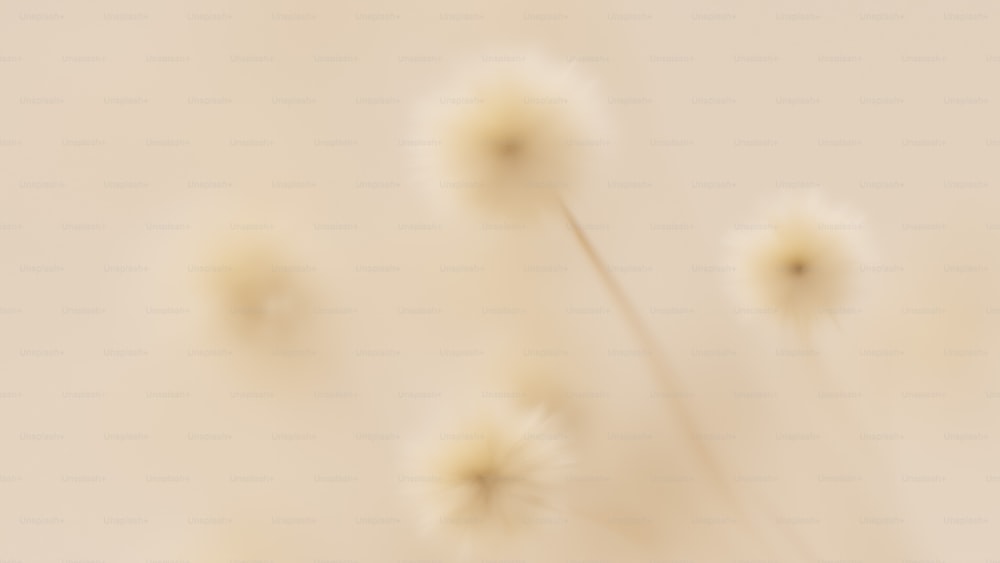 une photo floue d’un bouquet de pissenlits