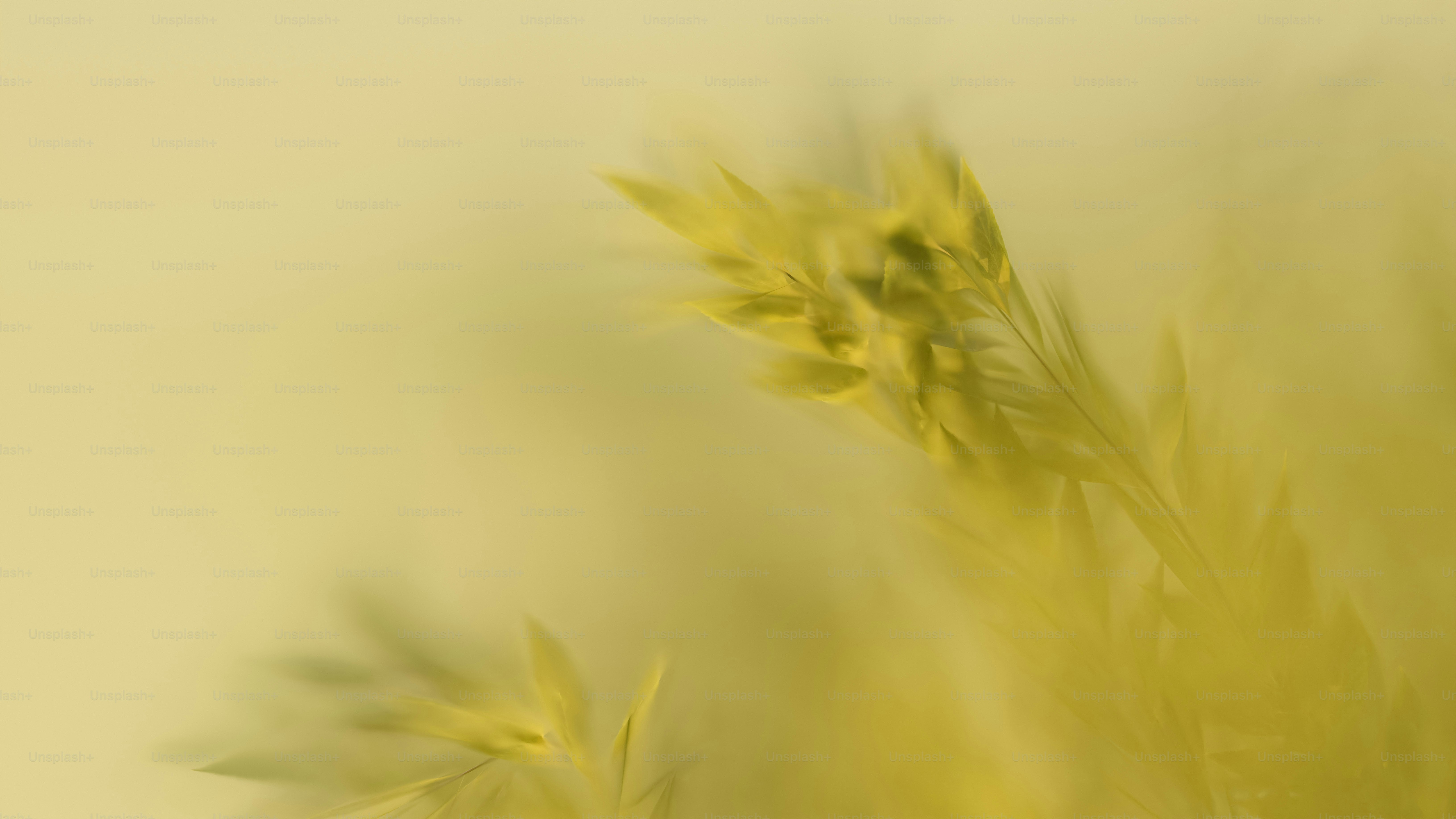 a blurry photo of a plant with leaves