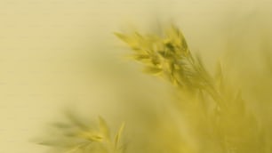 a blurry photo of a plant with leaves