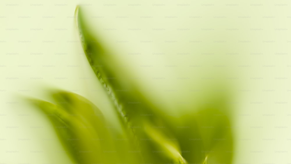 un gros plan d’une plante verte avec un arrière-plan flou