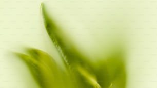 un primer plano de una planta verde con un fondo borroso