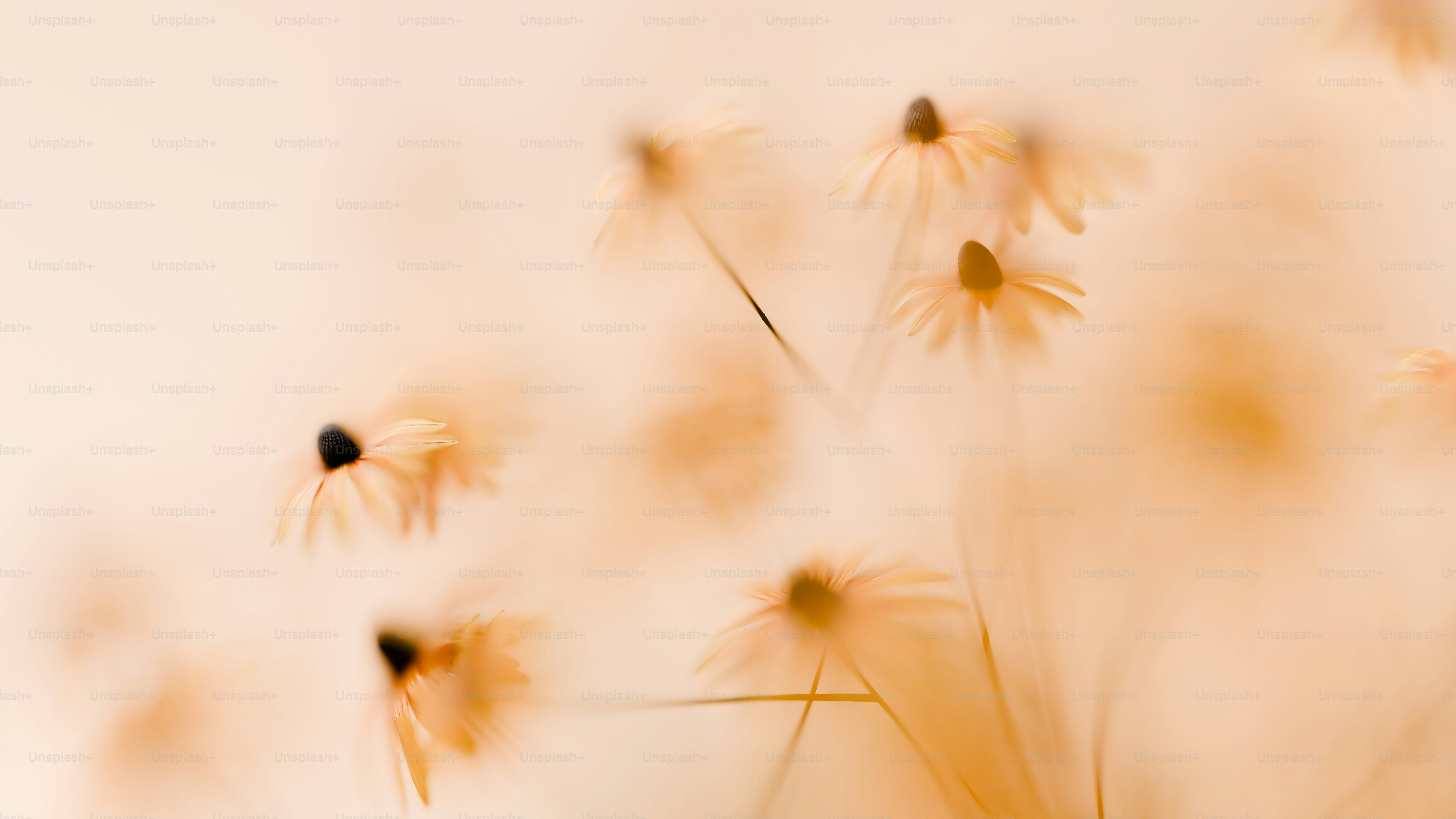 a close up of a bunch of flowers on a white background