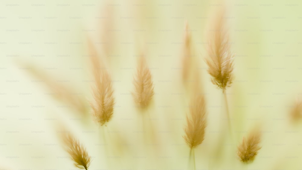 a blurry photo of a bunch of tall grass