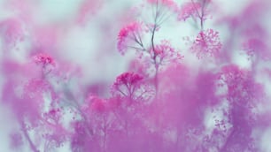 a blurry photo of pink flowers against a white background