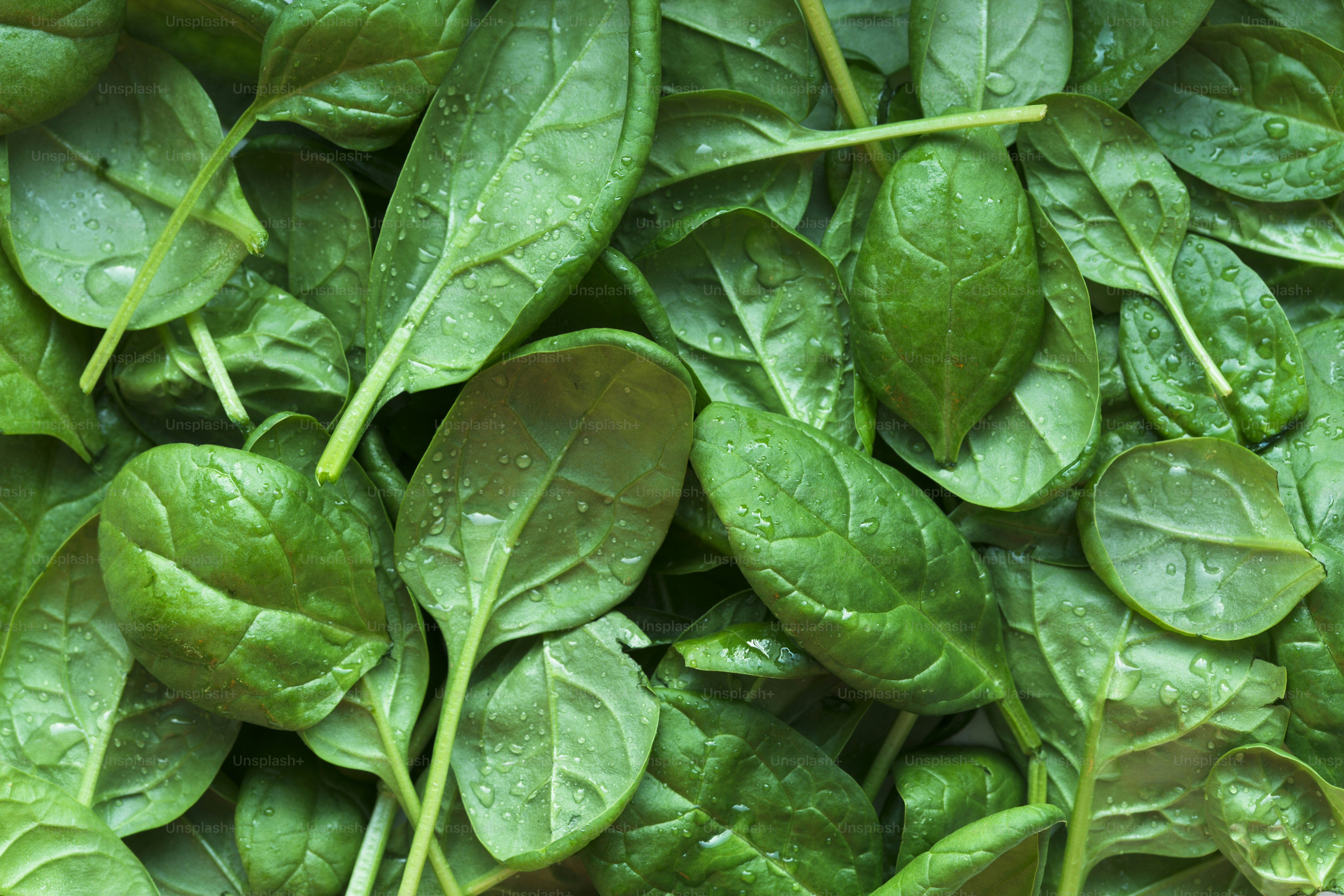 ein Haufen grüner Blätter mit Wassertropfen darauf