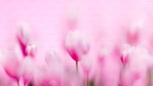uma foto desfocada de tulipas cor-de-rosa contra um fundo rosa
