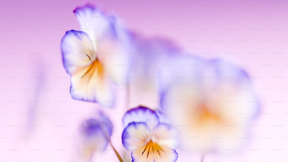 una foto borrosa de algunas flores sobre un fondo rosa