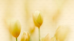 a group of yellow tulips in a blurry photo