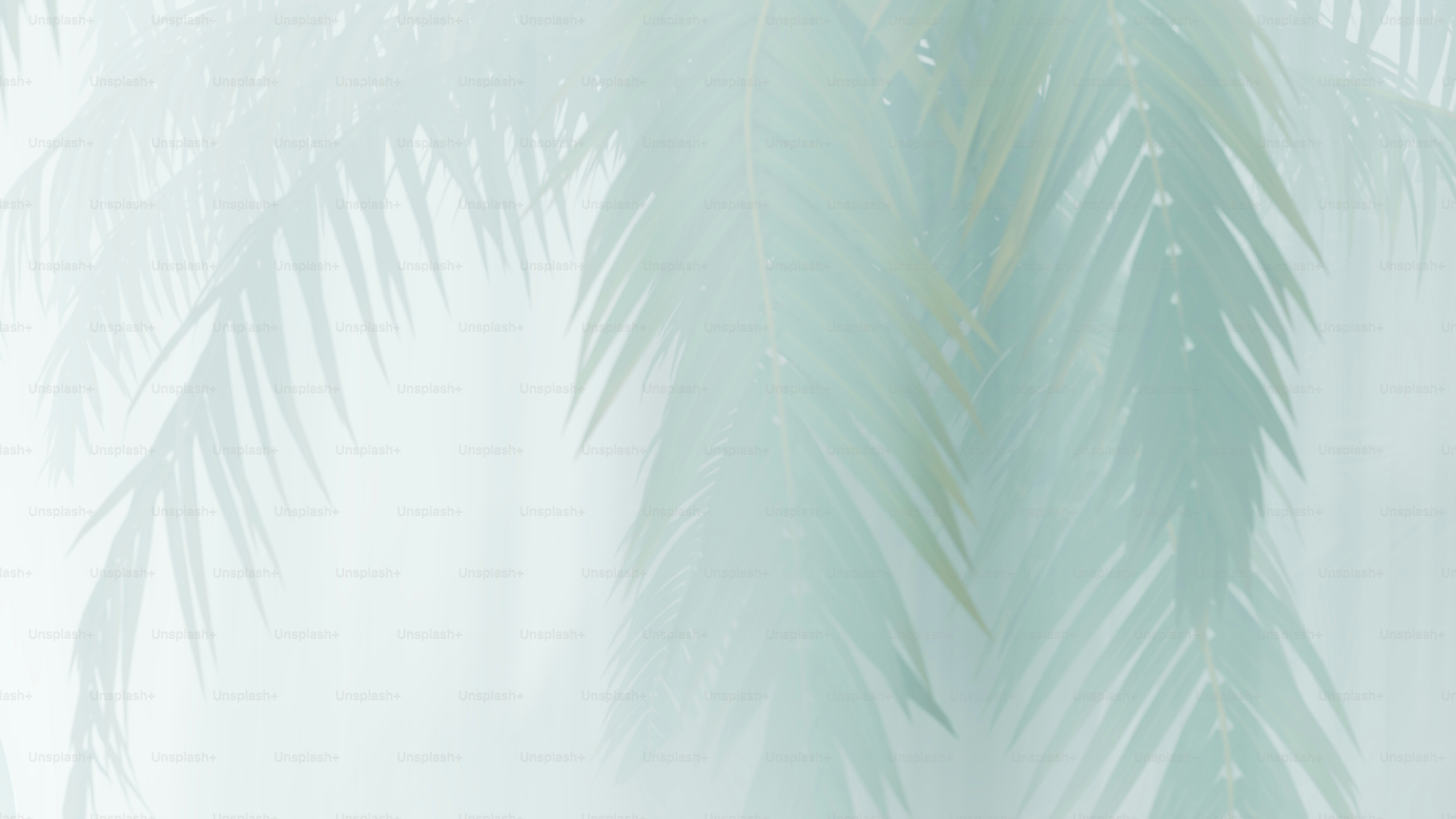 Presentation backgrounds - Nature - Dreamy Palms