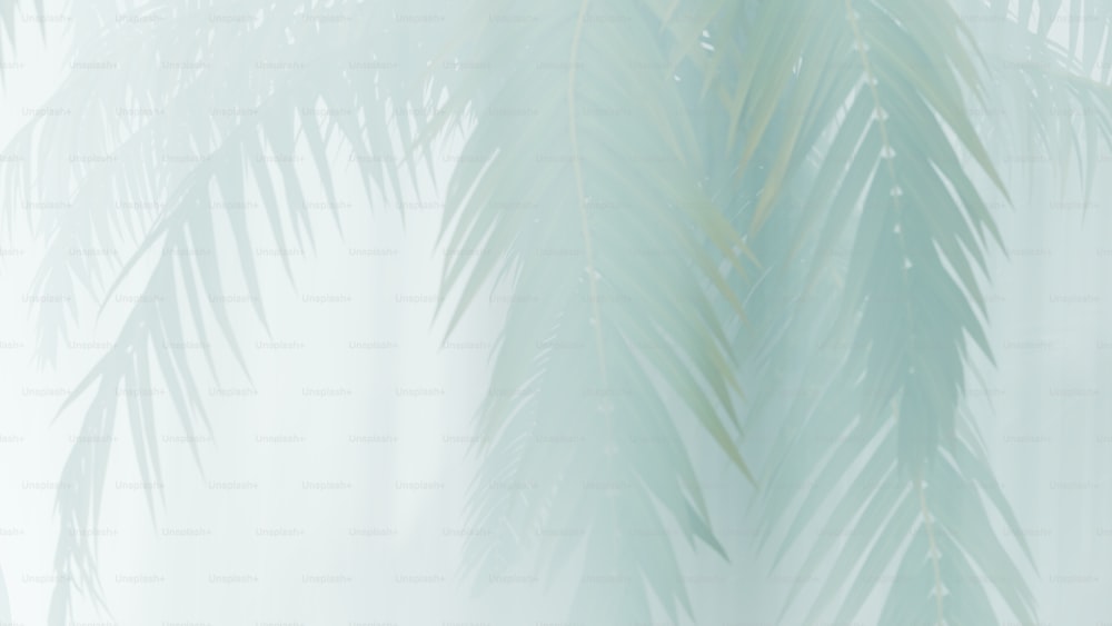 una foto sfocata di una palma verde