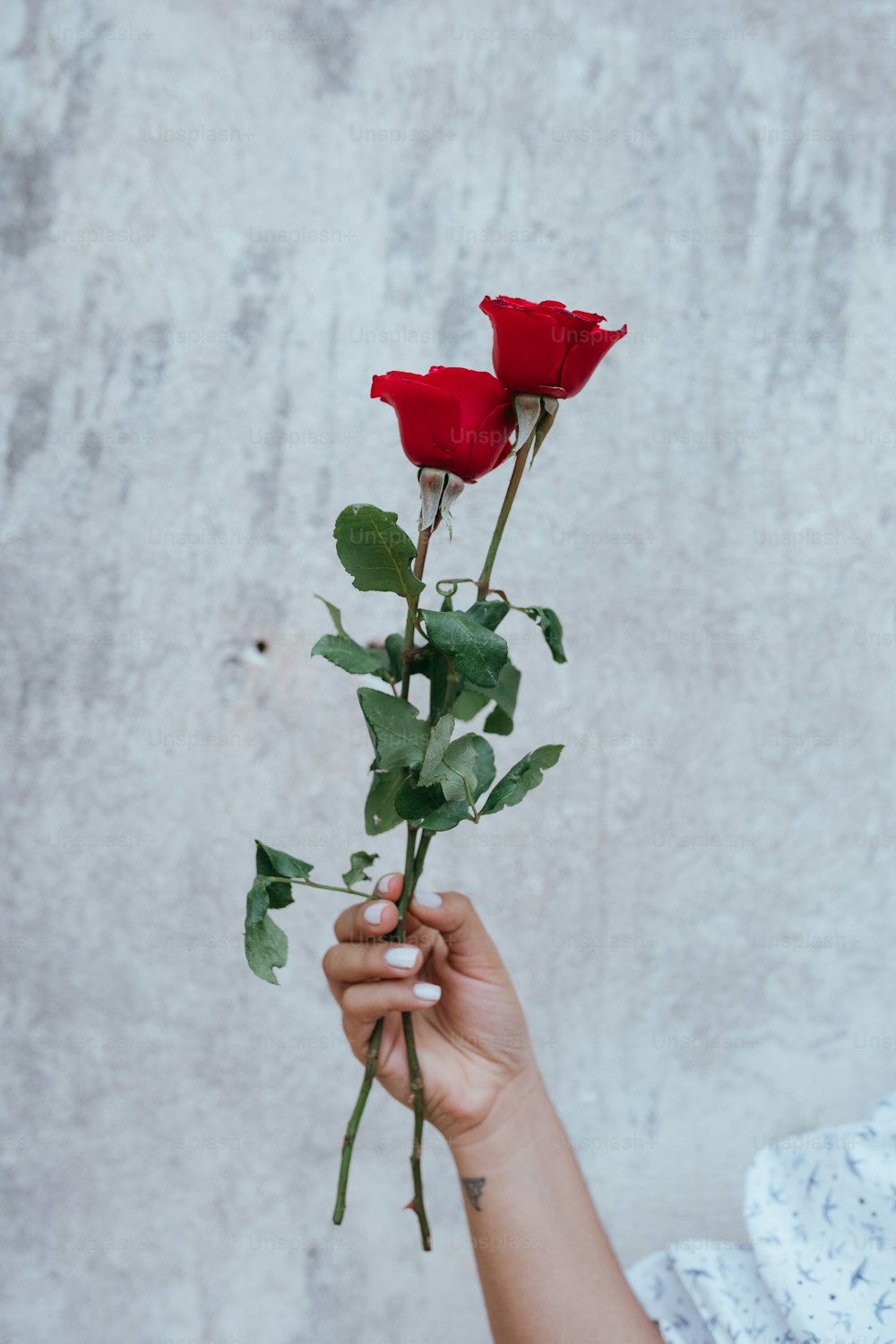 une personne tenant une seule rose rouge dans sa main