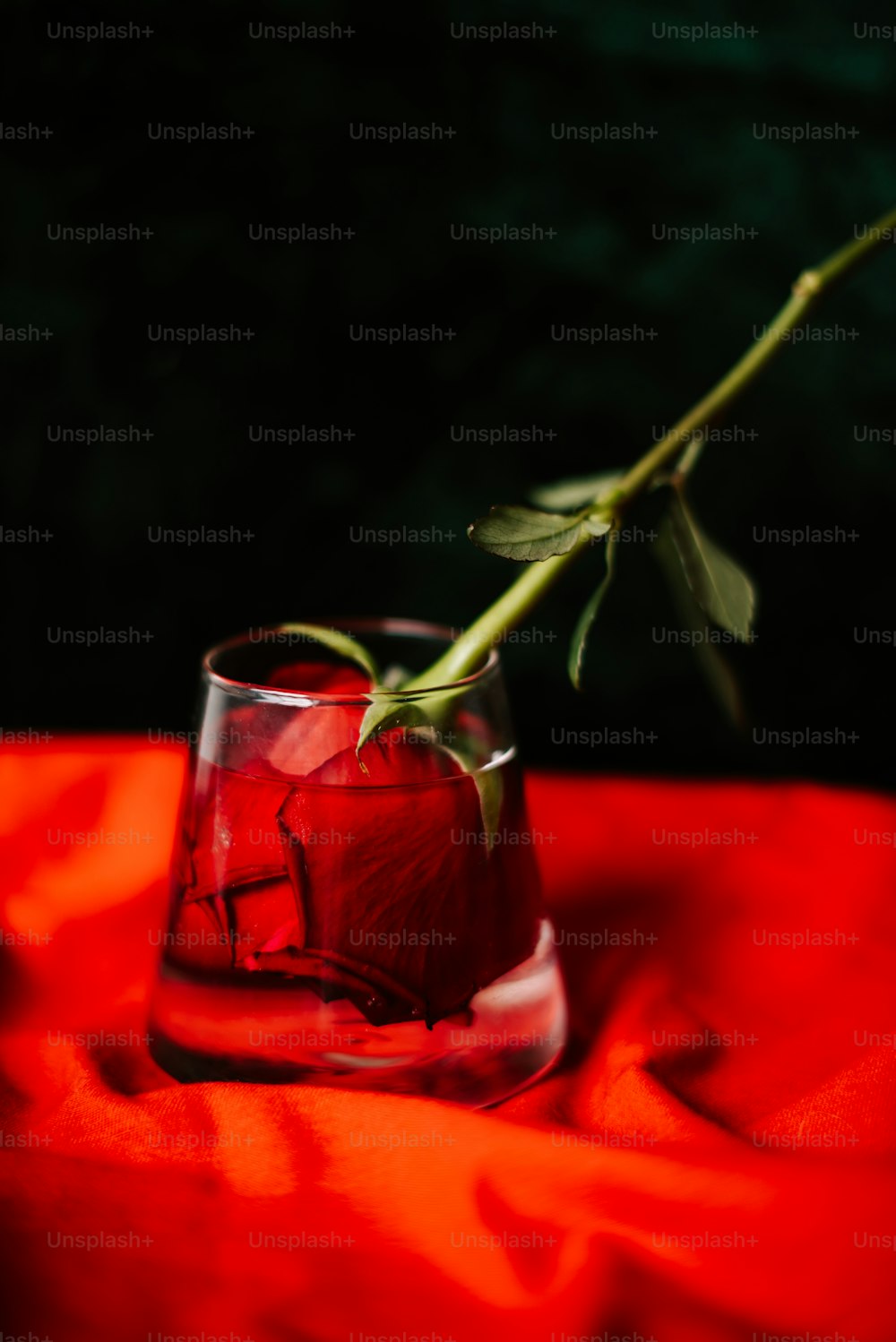 a single red rose in a glass of water
