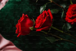 緑の枕の上に座る3本の赤いバラ