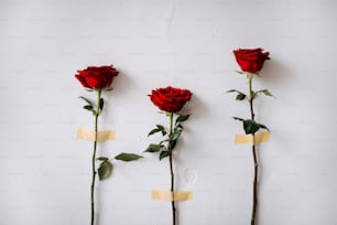 un groupe de trois roses rouges posées sur un mur blanc
