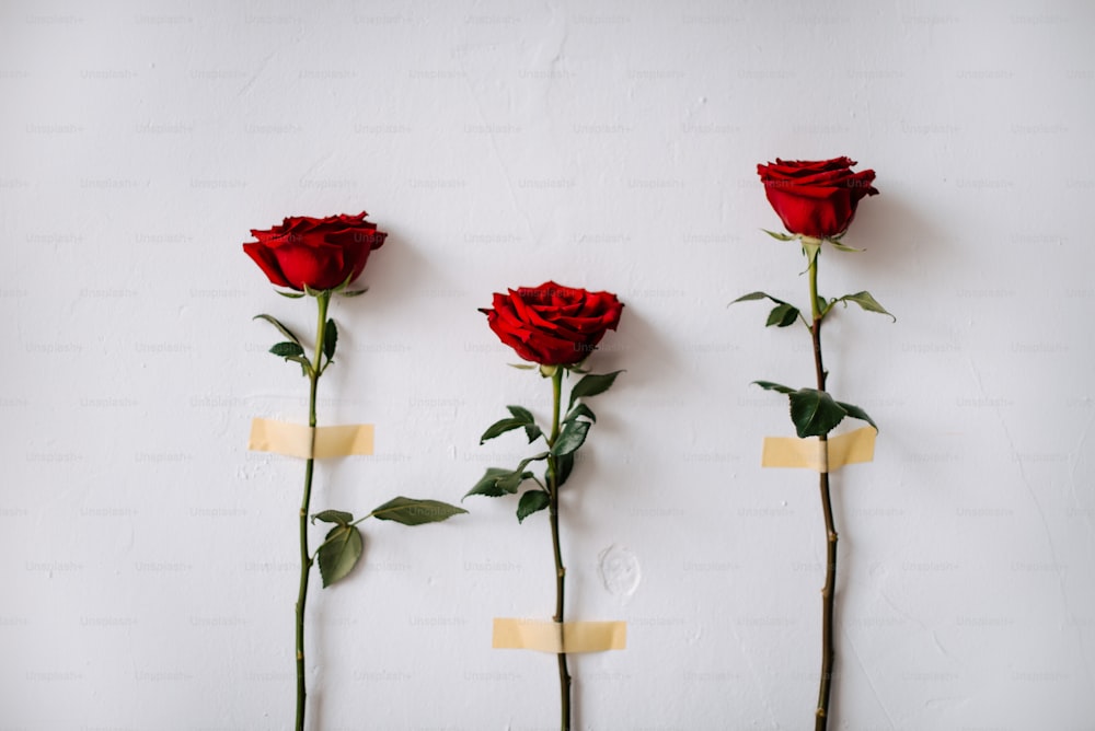 a group of three red roses sitting on top of a white wall