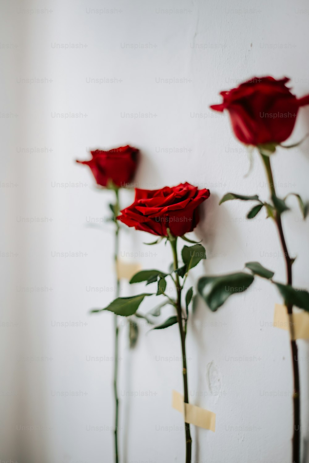 Se colocan tres rosas rojas en una pared blanca