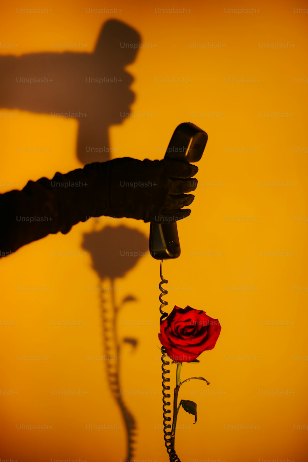 la sombra de una persona sosteniendo un teléfono y una rosa
