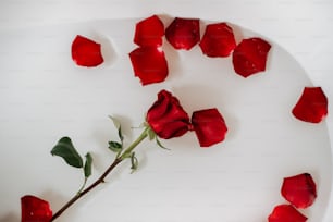 a white plate topped with a single red rose