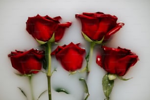 un groupe de roses rouges assis sur une table
