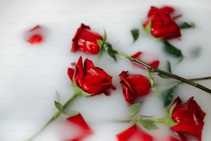 a bunch of red roses floating in water