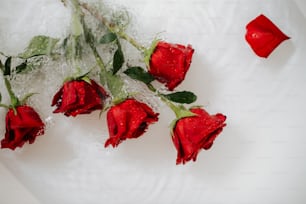 a bunch of red roses sitting on top of ice