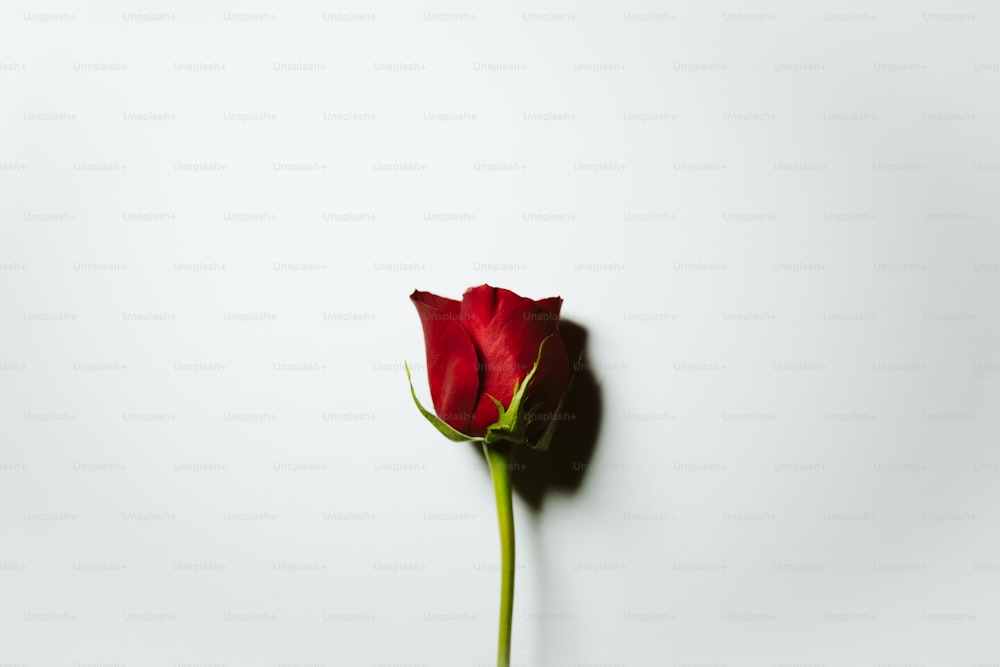 une seule rose rouge sur fond blanc